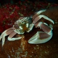 Petit crabe tacheté sur une anémone