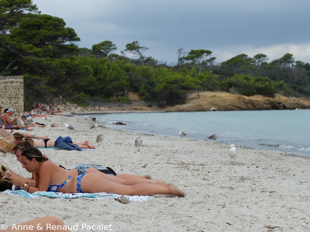 La plage d'Argent envahie de touristes et de goélands