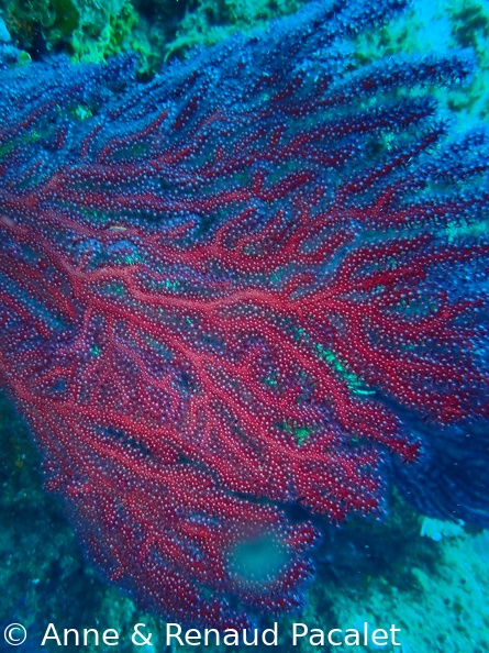 Gorgone rouge avec polypes déployés
