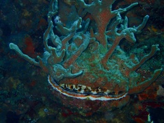 Spondyle variable recouvert de coraux mous