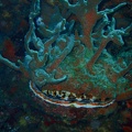 Spondyle variable recouvert de coraux mous