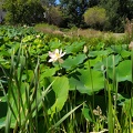 Les lotus du jardin botanique