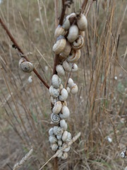 Escargots agglutinés sur une tige de plante des marais