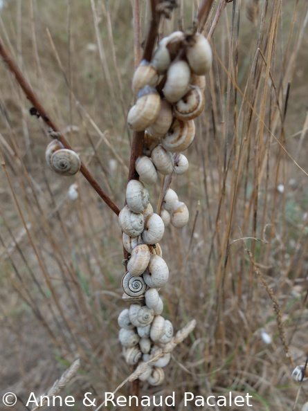 Escargots agglutinés sur une tige de plante des marais