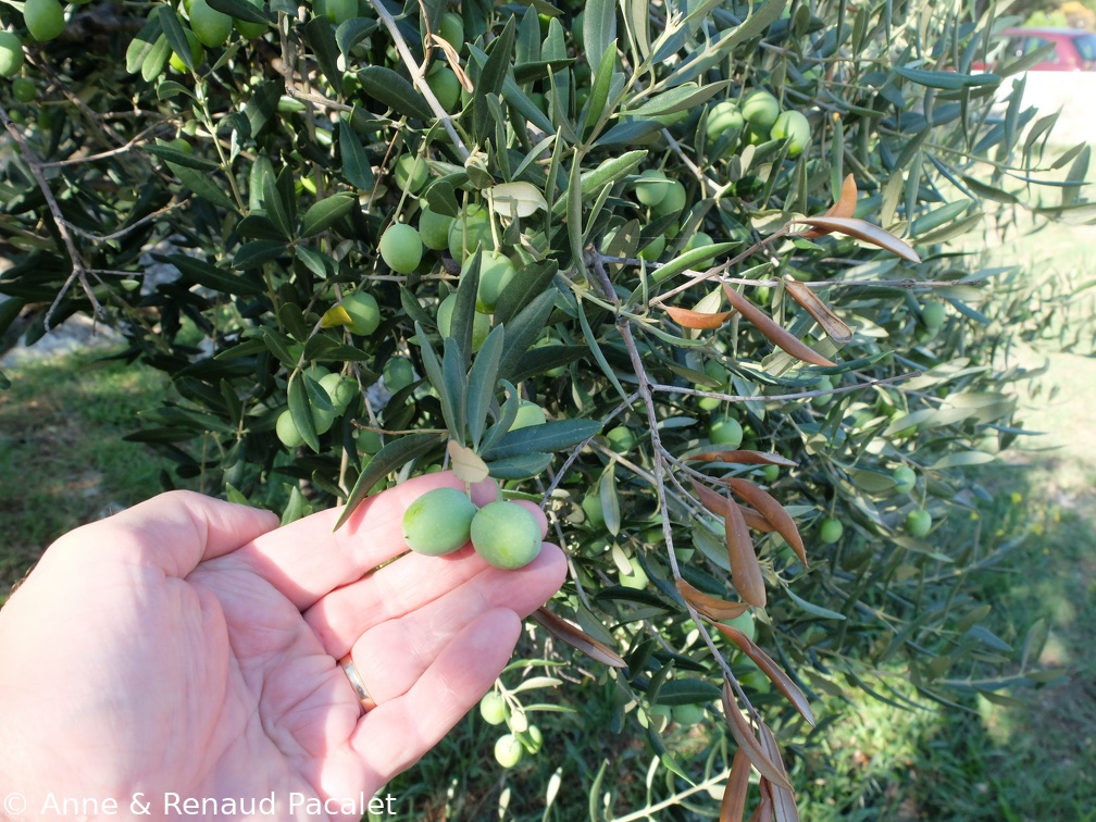Les grosses olives de Murter