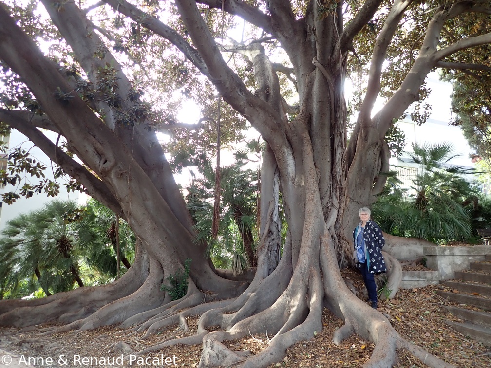 Ficus dans le jardin de la villa Ormond