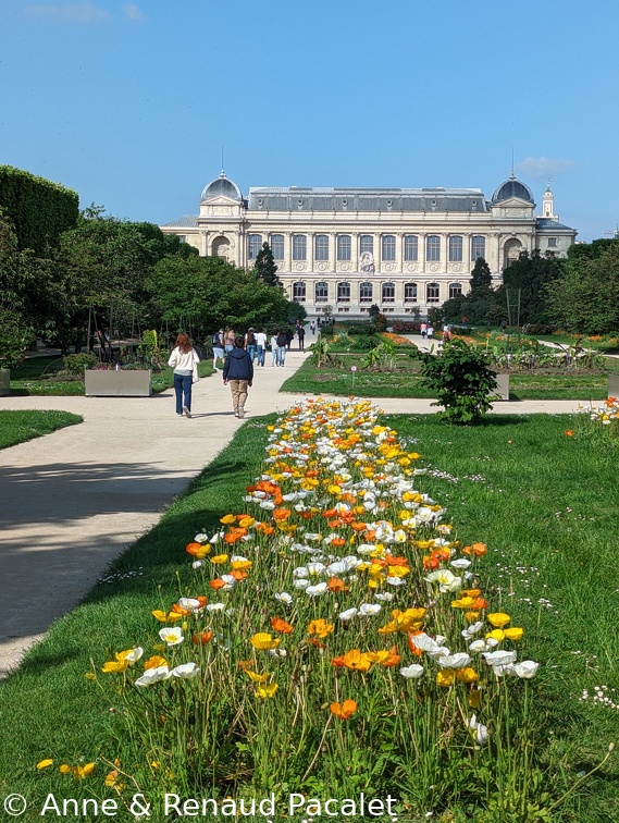 Massif de pavots