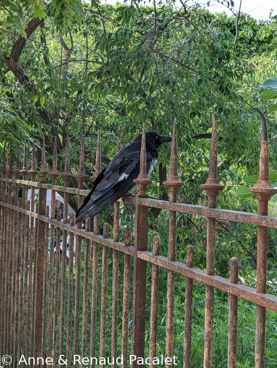 Vieux corbeau grisonnant