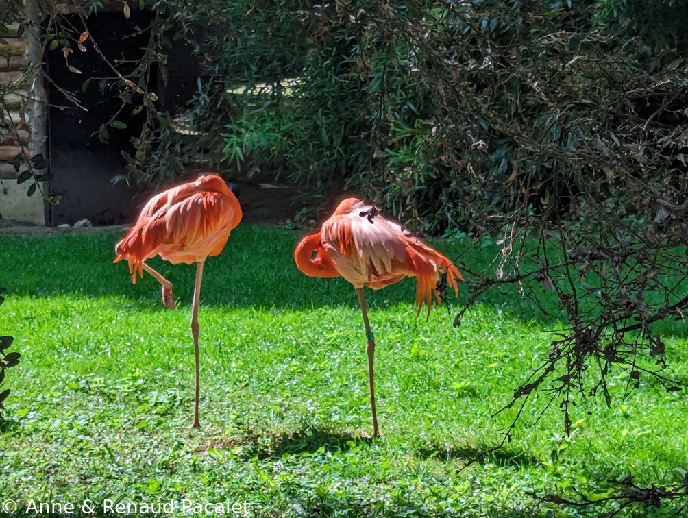 Flamants roses