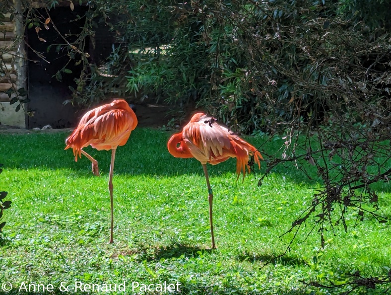 PXL 20240518 090529491