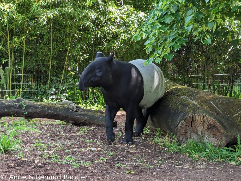 Tapir de Malaisie