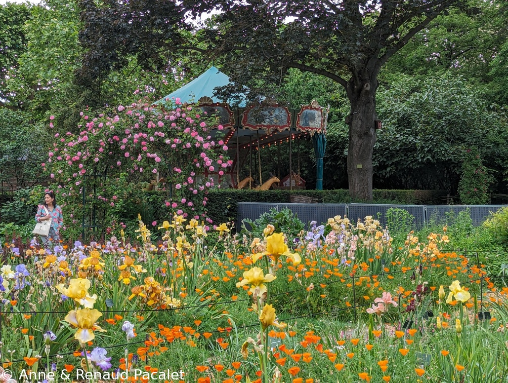 Iris et eschscholzia