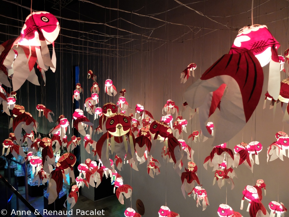 Les poissons rouges qui volent