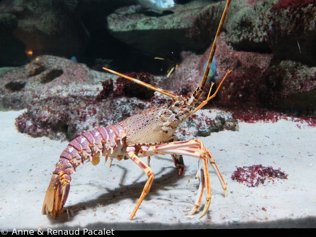 Langouste