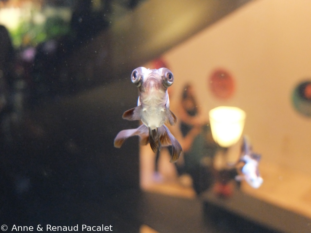 Les poissons aux gros yeux
