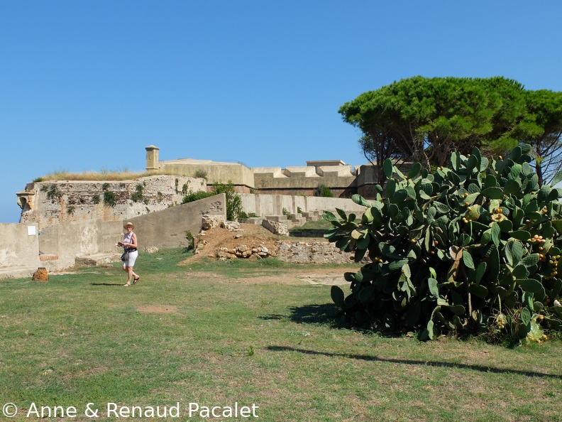 Figuiers de barbarie et pins parasol sur l'un des bastions du fort du faucon (Forte Falcone)