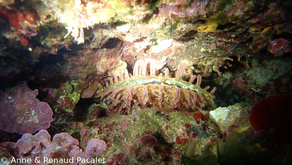 Gros coquillage bivalve