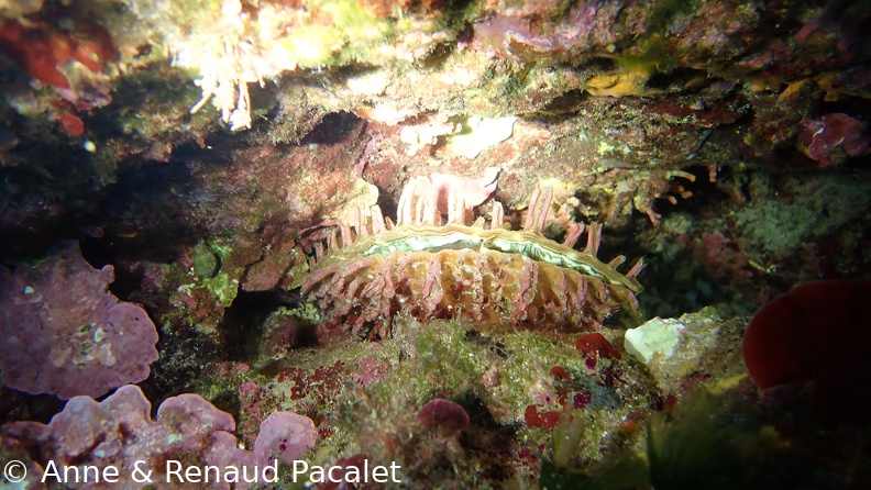 Gros coquillage bivalve