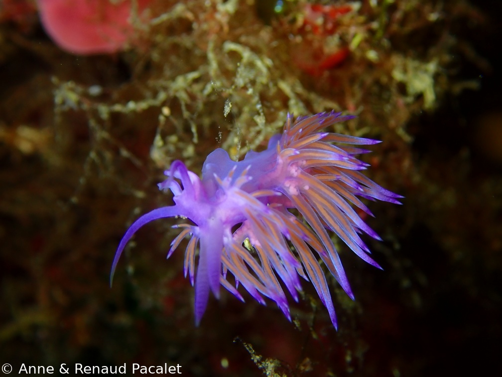 Flabeline mauve