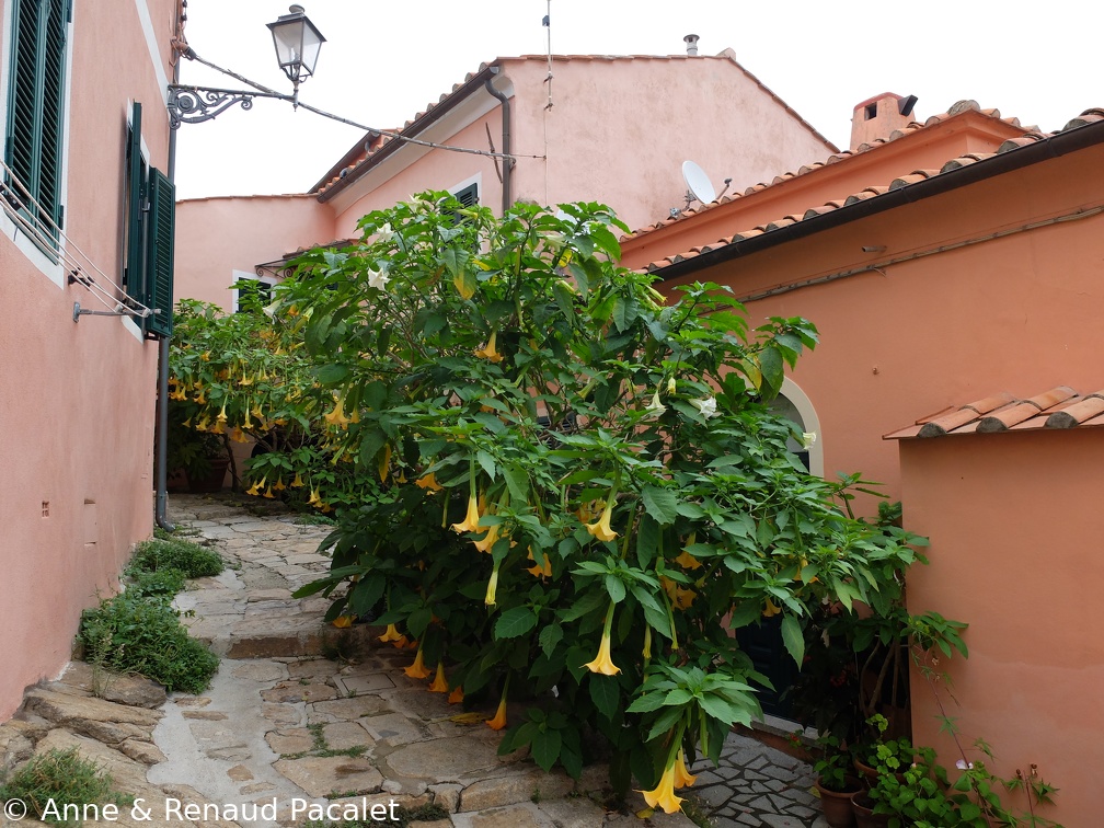 Énormes pieds de datura à Poggio
