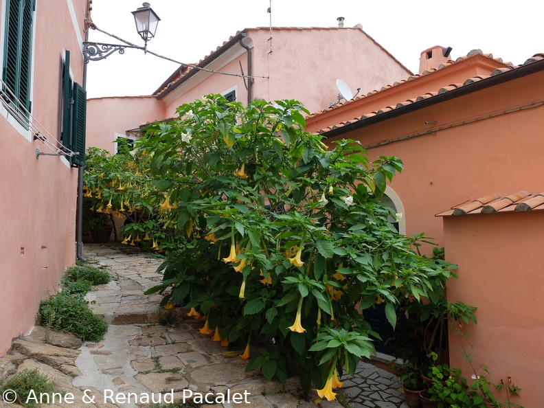 Énormes pieds de datura à Poggio