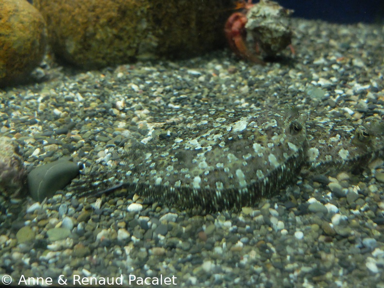 Poisson plat camouflé en lit de gravier