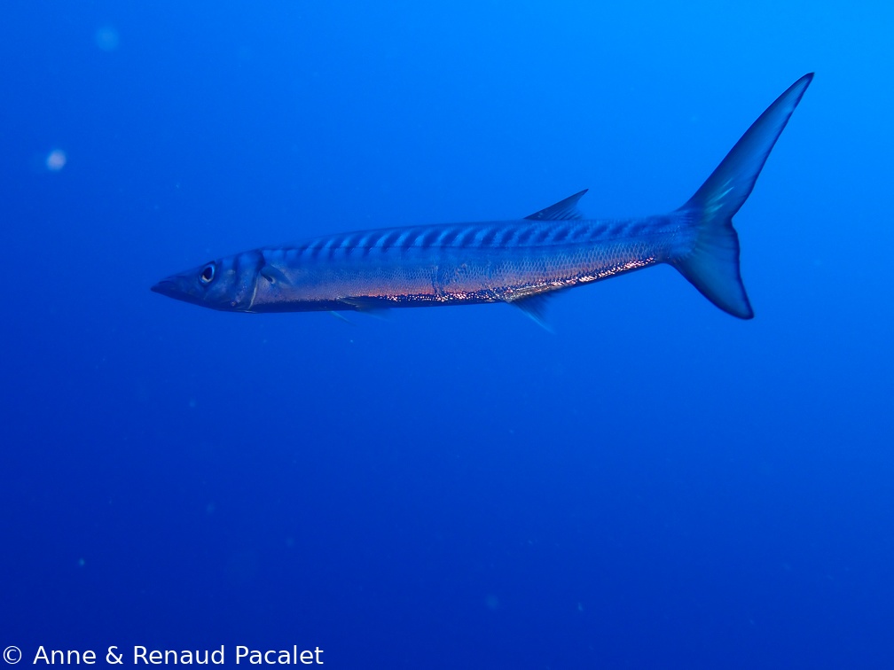 Barracuda