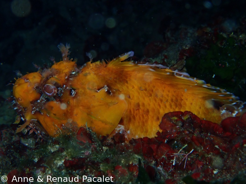 Petite rascasse jaune vif