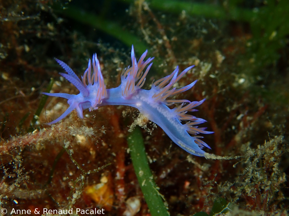 Flabelline mauve