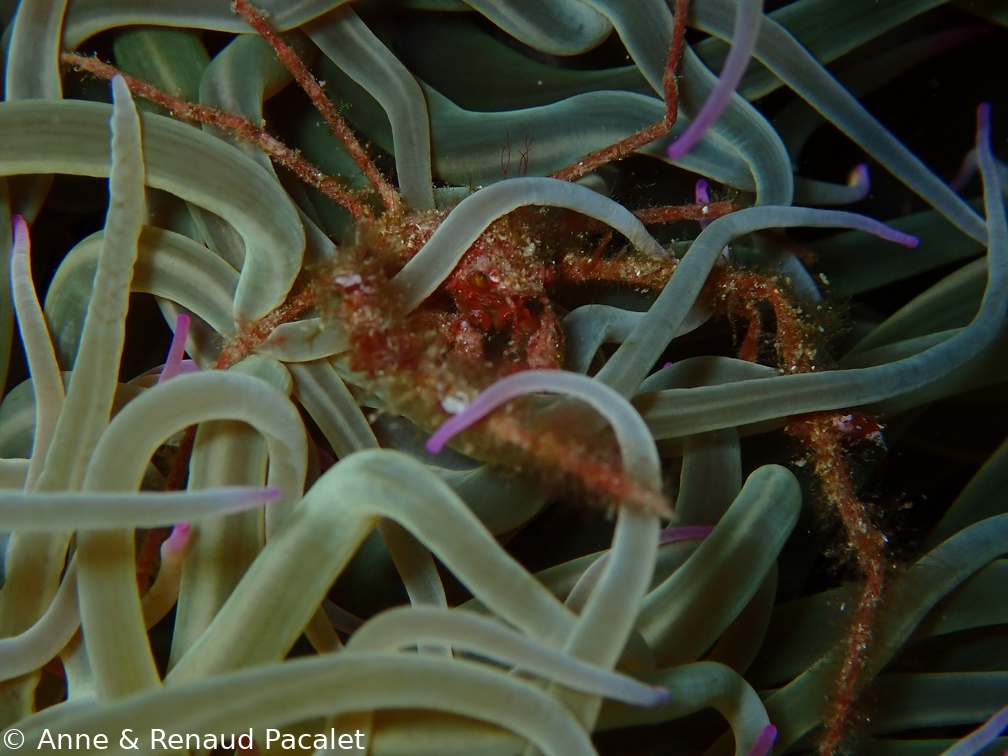 Petit crabe à longues pattes planqué dans une anémone