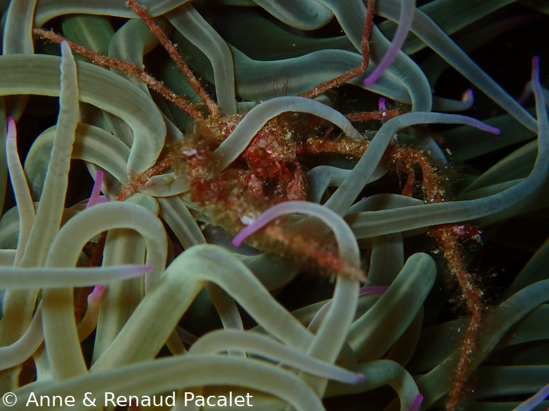 Petit crabe à longues pattes planqué dans une anémone