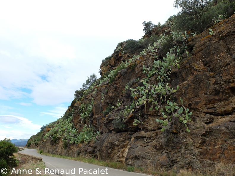 Rochers et figuiers de barbarie sur la route de Capoliveri