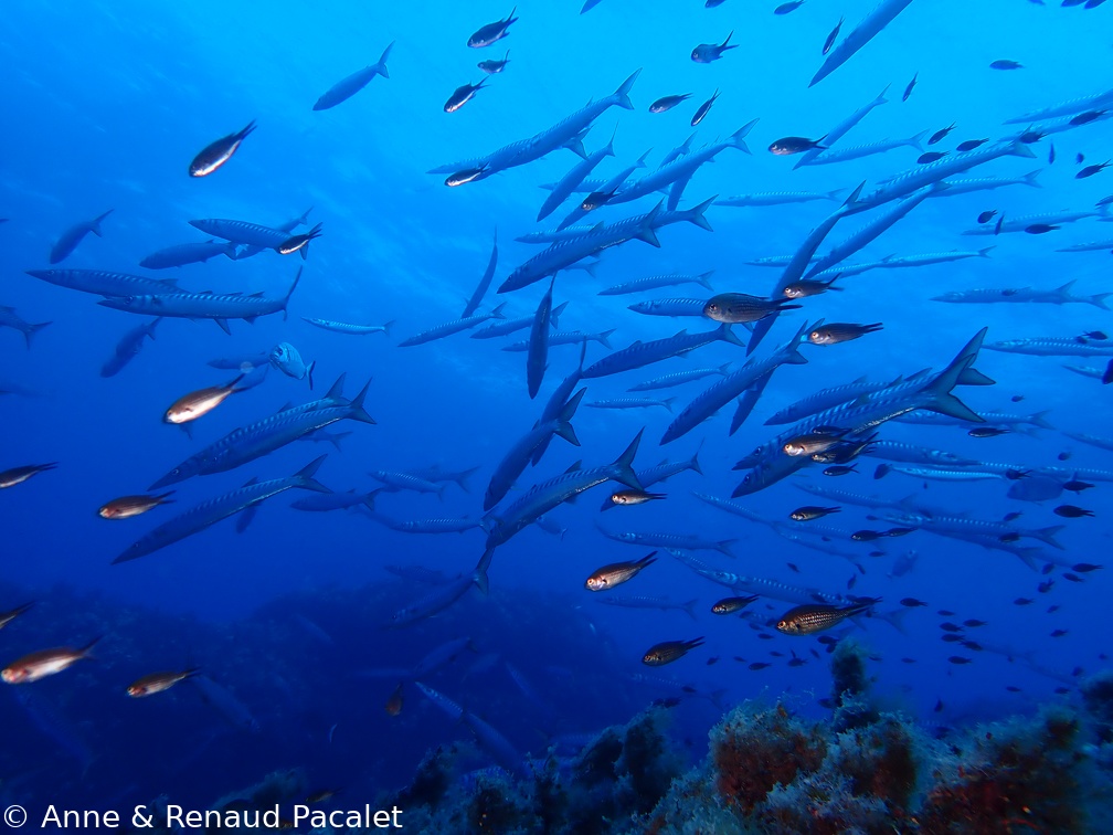 Barracudas et castagnoles
