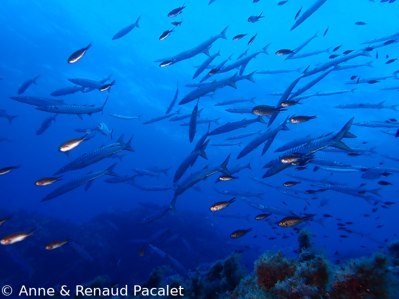 Barracudas et castagnoles