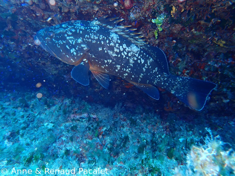 Mérou pas farouche