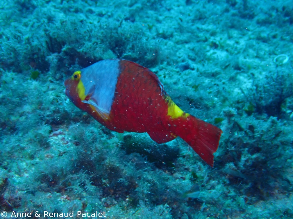 Perroquet jaune, blanc et rouge