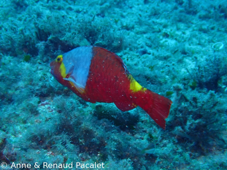 Perroquet jaune, blanc et rouge