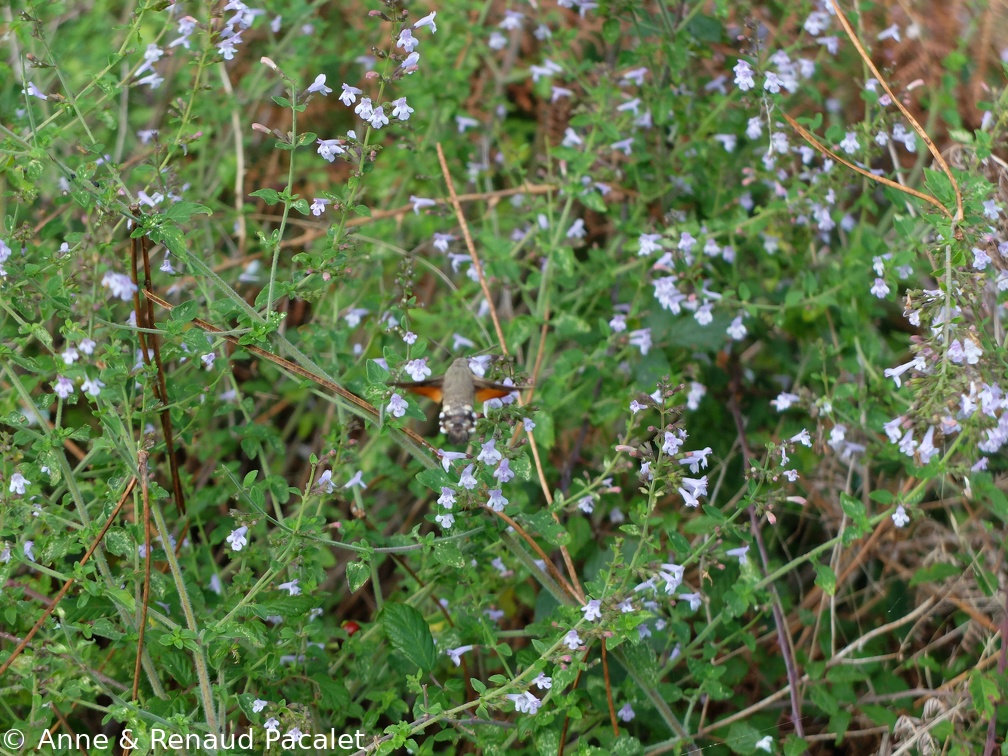 Sphinx butinant des fleurs de calament népéta (menthe de montagne)