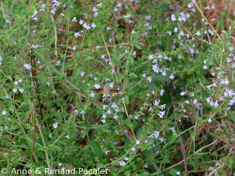 Sphinx butinant des fleurs de calament népéta (menthe de montagne)