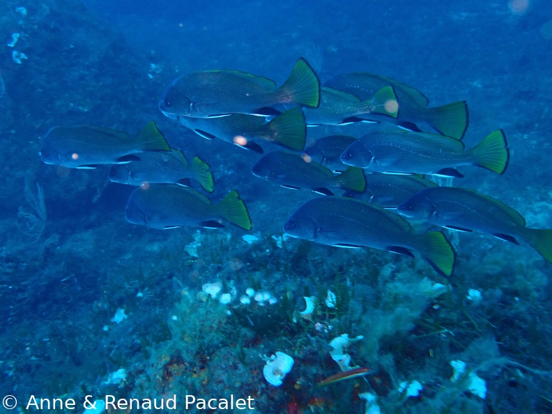 Groupe de corbs