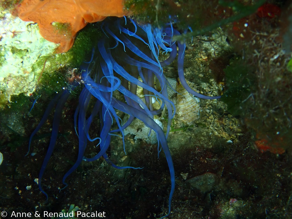 Anémone bleue