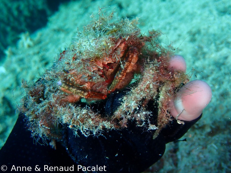 Crabe recouvert d'algues