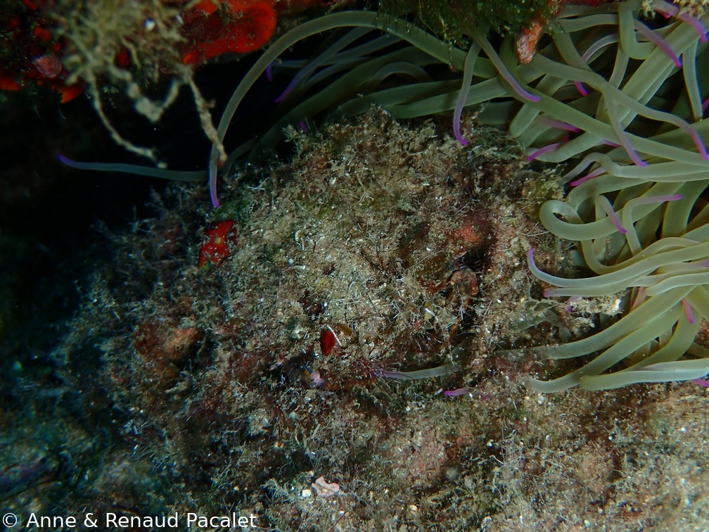 Crabe recouvert d'algues redevenu invisible