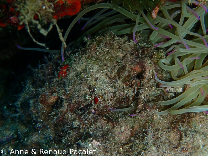 Crabe recouvert d'algues redevenu invisible