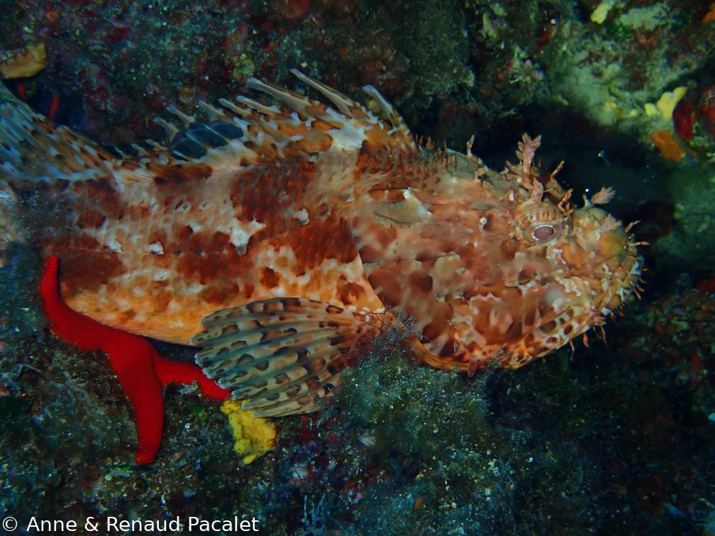 Grosse rascasse posée sur une étoile de mer