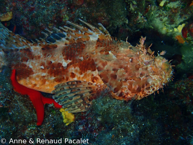 Grosse rascasse posée sur une étoile de mer