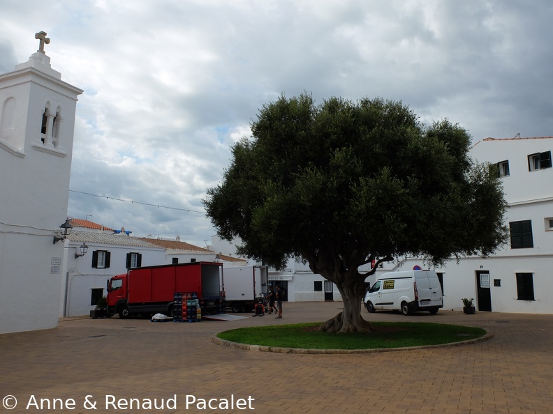 L'olivier de la place de l'église à Fornells ville
