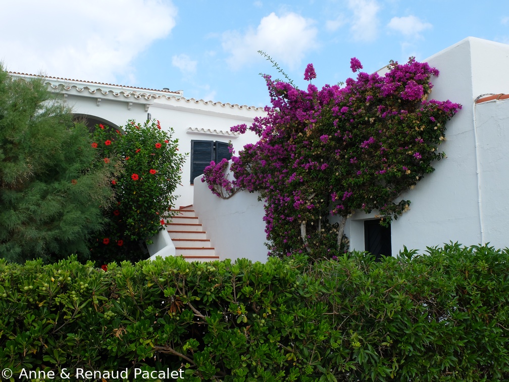 Les hibiscus et les bougainvilliers géants
