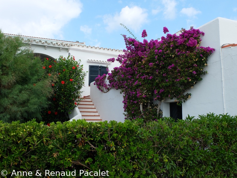 Les hibiscus et les bougainvilliers géants
