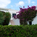 Les hibiscus et les bougainvilliers géants